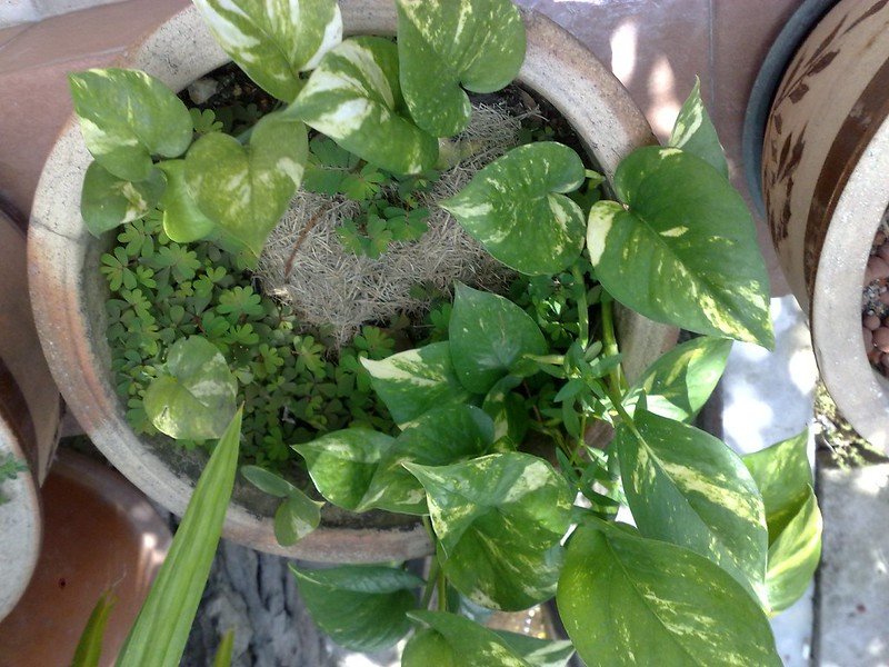 Planta de albahaca recién trasplantada a una maceta con tierra