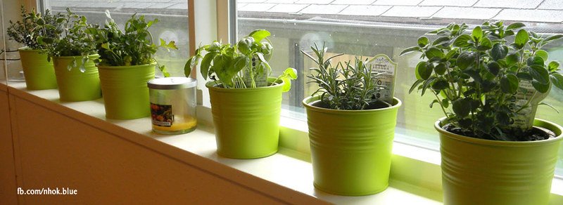 Huerto de hierbas en la ventana de una cocina: albahaca, menta y salvia en macetas